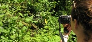 Observing Gorillas