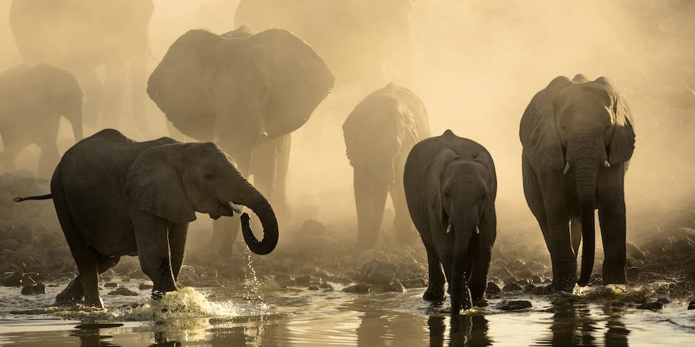 Elephants at Okaukuejo Water hole at sunset with yellow dust