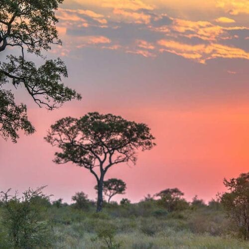 sunset safari