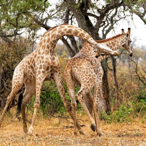 istock-1388225374 | Gamewatchers Safaris giraffe fighting
