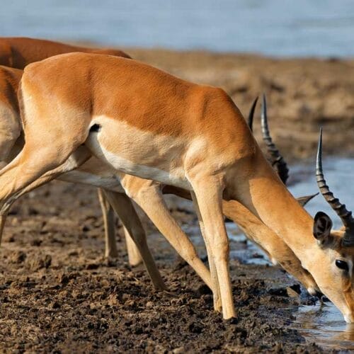 group of animals drinking from river