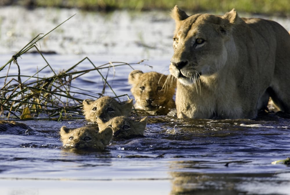 Taken in the Okavango, Botswana