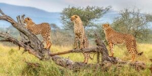 cheetahs climbing tree