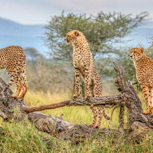 istock-1429793731 | Gamewatchers Safaris cheetahs climbing tree