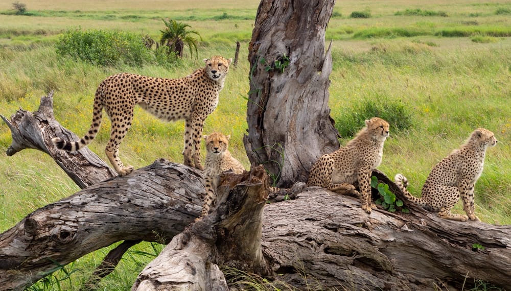 A closeup shot of Acinonyx jubatus raineyii animals laying on raw trees branches in Tanzania Safari