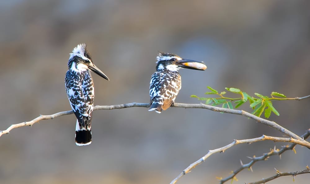 The pied kingfisher (Ceryle rudis)