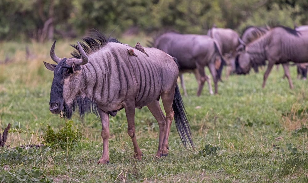 Wildebeest or gnu with a oxpecker on its back in the Okavango National Park in Botswana