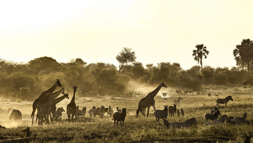 There were huge herds of plains game in the river bed, stretching as far as the eye could see.