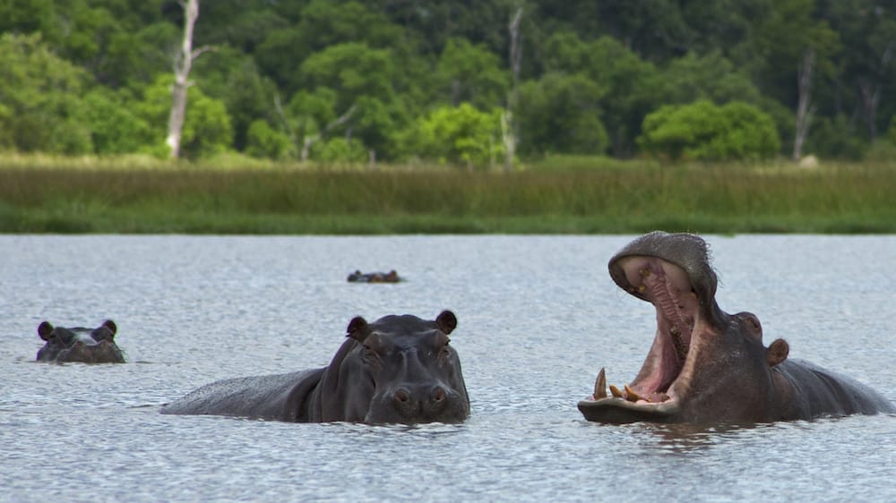 Group of hippos sitting in the water rearing with forest in the background, in Moremi Nature Reserve. The Okavango Delta in Botswana is a very large inland delta formed where the Okavango River reaches a tectonic trough in the central part of the basin of the Kalahari.