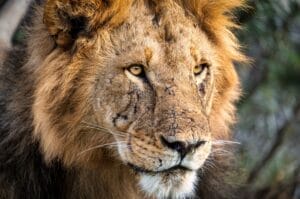 Lion in Kenyas Maasai Mara Conservancies