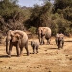 joeng-5-1 | Gamewatchers Safaris Elephants in Kenya's Maasai Mara Conservancy