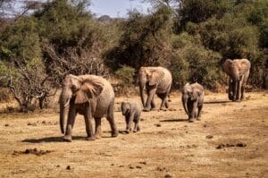 Elephants in Kenya's Maasai Mara Conservancy