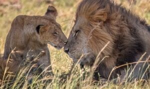 Male lion & cub greeting each other in Ol Kinyei Conservancy - photo credit Julie Roggow