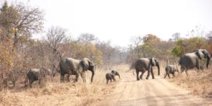 herd of elephants crossing road