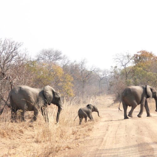 herd of elephants crossing road