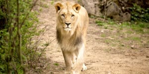lion walking