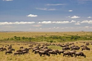 Kenya Travel Information