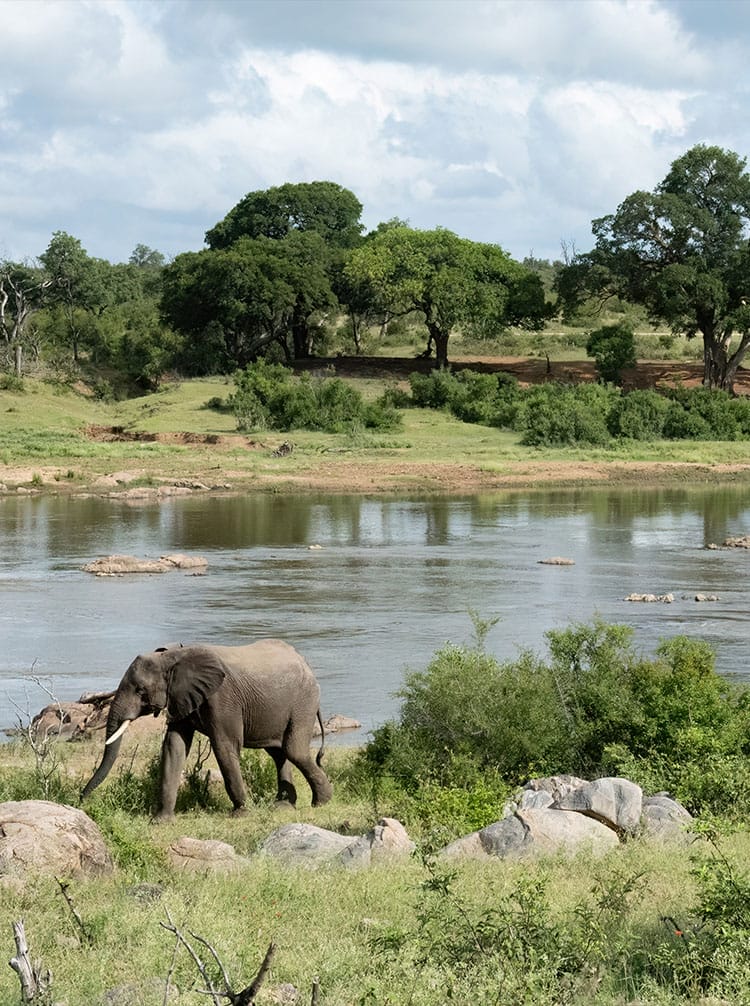 kruger and south africa – feature elephants at riverside