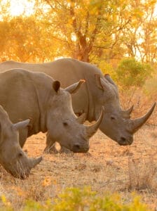 rhino