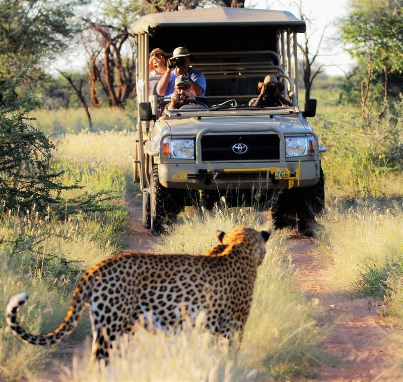 leopard_tracking_okonjima1