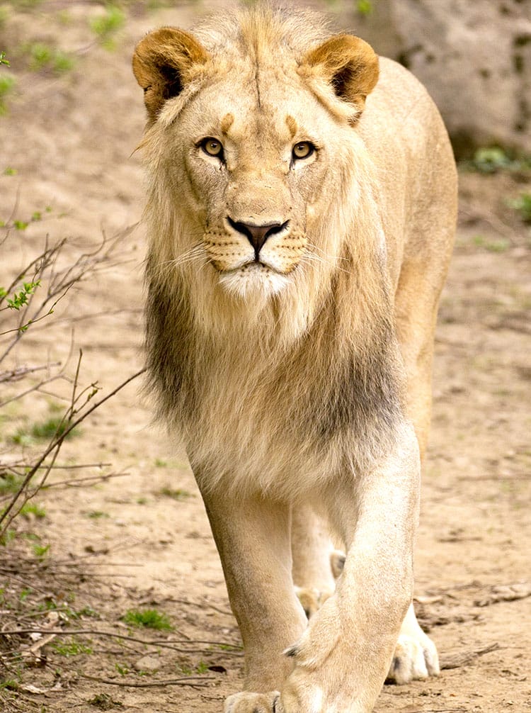 lion walking towards photographer
