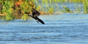 Microcarbo africanus catching fish
