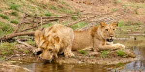 Lower Zambezi NP