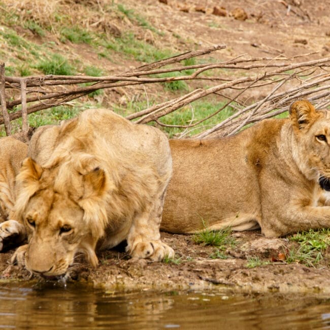 Two young lions playing in Zambezi River.
