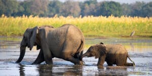 lower_zambezi_national_park_5