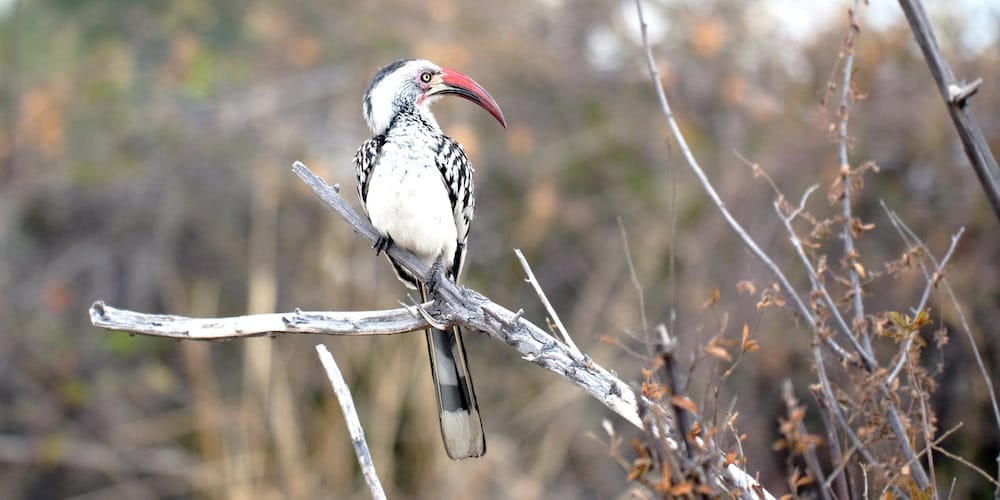 Red-billed hornbill taken in Makgadikgadi Pans National ParkSee my other pictures from Africa