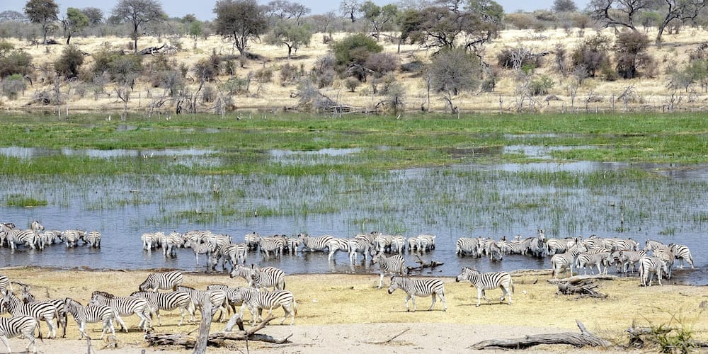 Herds of African zebra water themselves at the Boteti Riverduring their migration at the Makgadikgadi Pans National Park in Botswana, Africa.