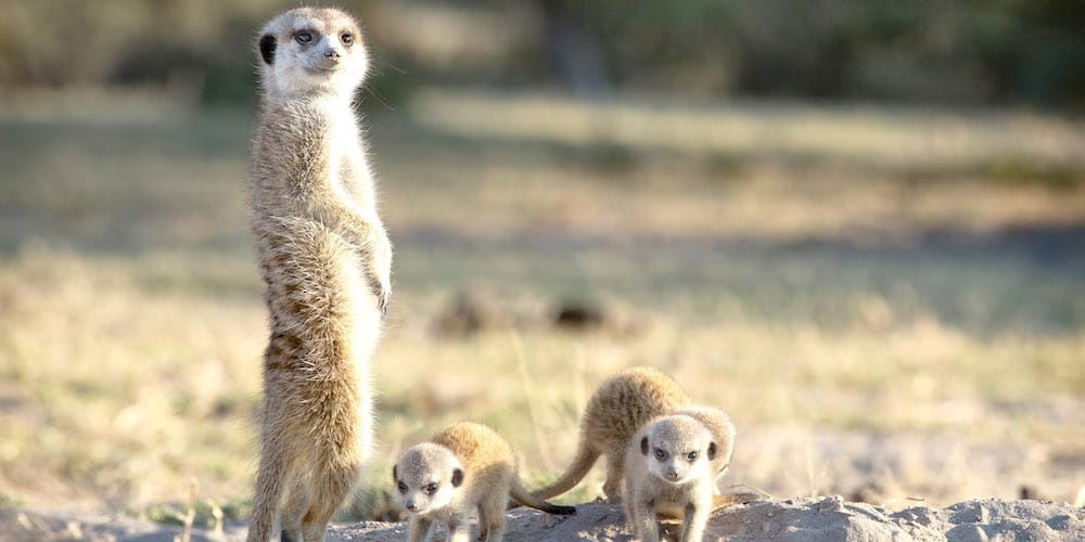 Meerkat family in Botswana.