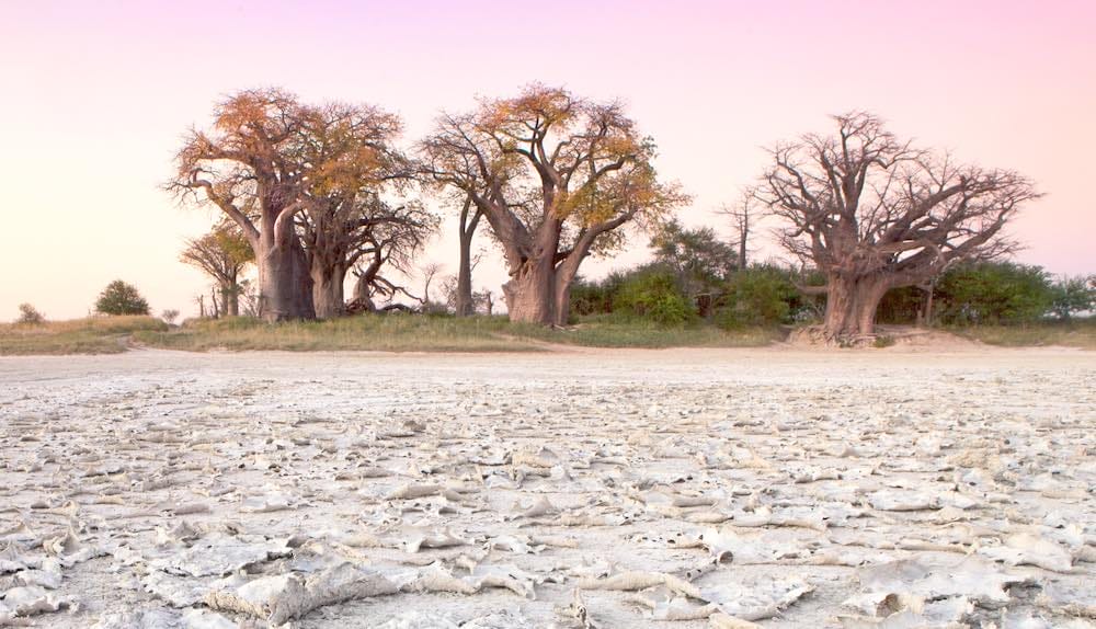 Baines Baobabs