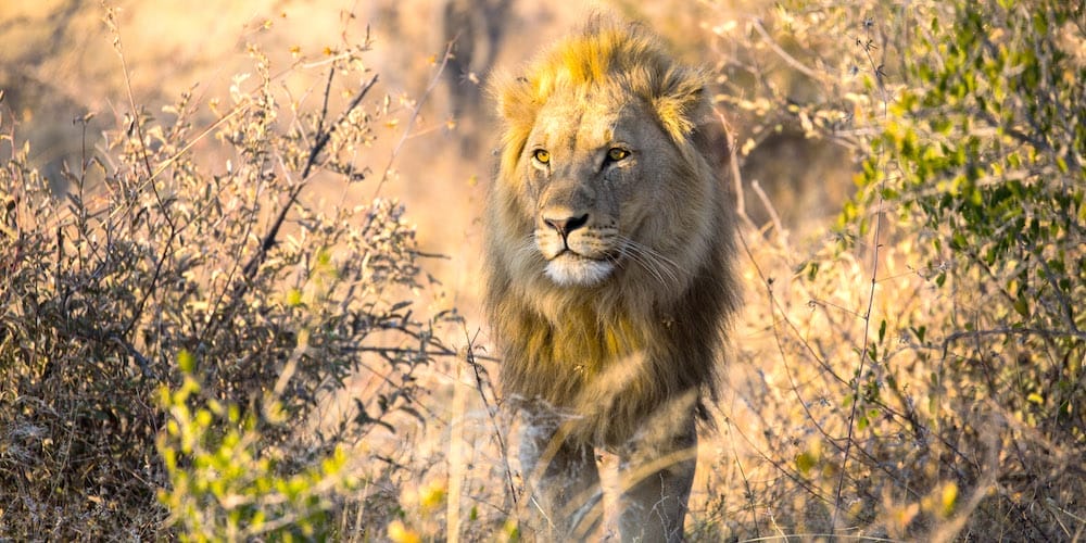 Lion closeup in the Makgadikgadi Pans in Botswana, Africa