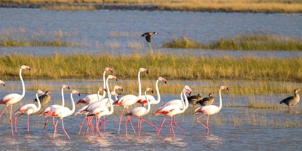 Greater and Lesser Flamingos in the Makgadikgadi pans in Botswana, Africa.