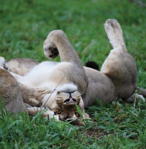 lion relaxing
