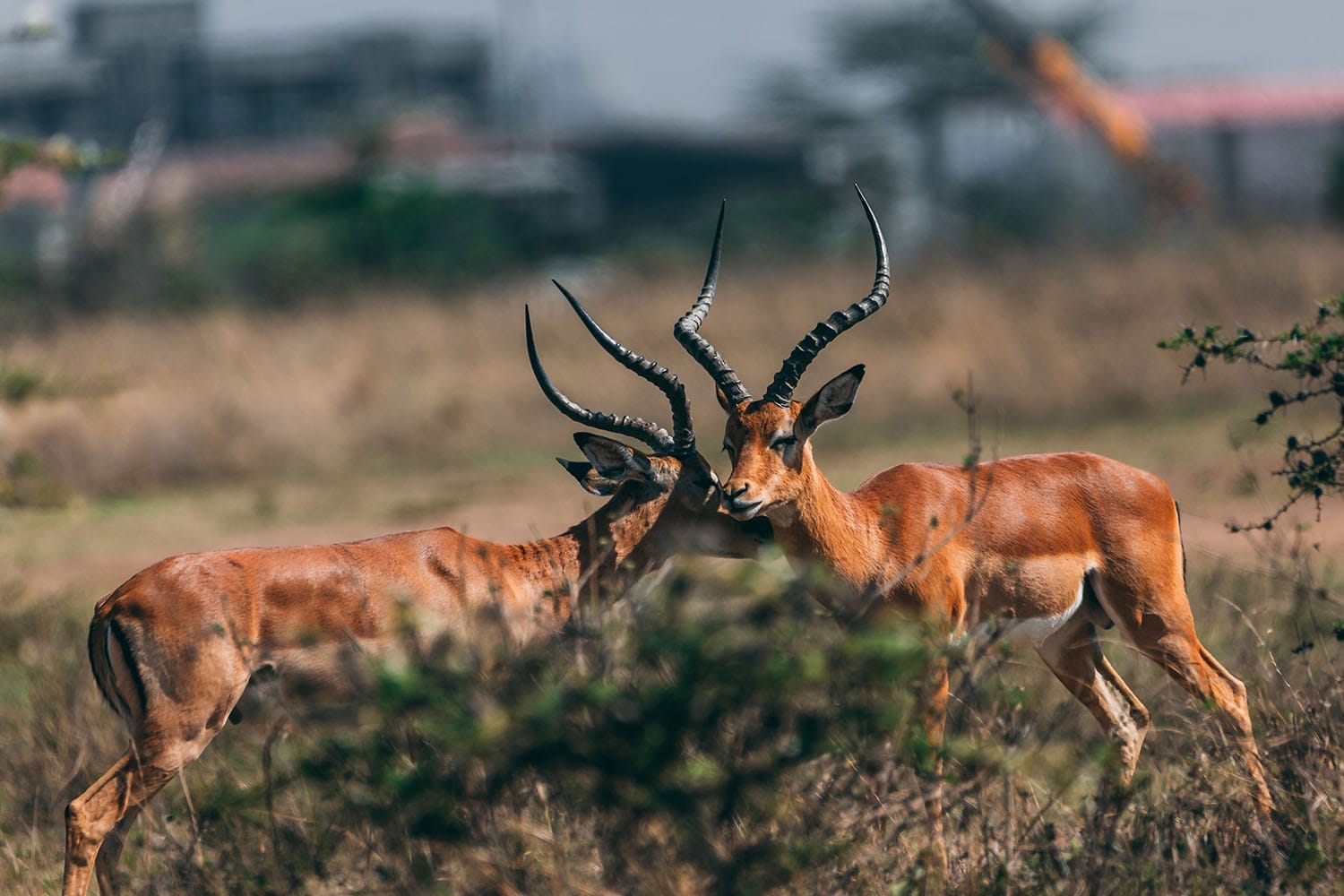 nairobi tented camp gal 10