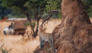 leopard watching safari vehicle