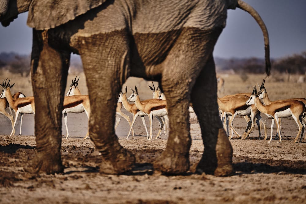 nxai_pan_camp_-_wildlife_-_33