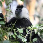 nyungwe-forest-13395183932