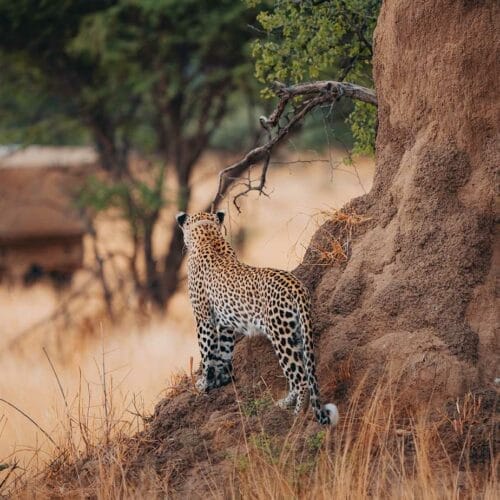 leopard watching safari vehicles