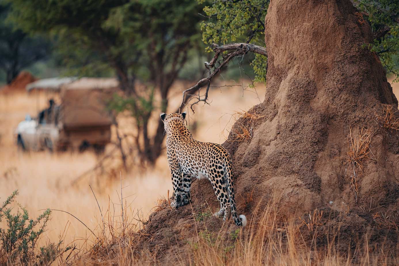 leopard watching safari vehicles
