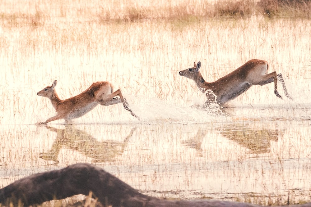 pom_pom_-_wildlife_-_23