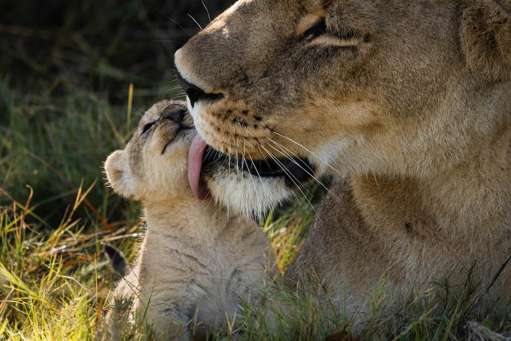 pom_pom_-_wildlife_-_39