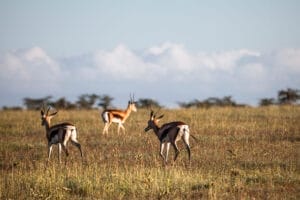 Gazelles at Porini Rhino Camp