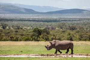 Rhino Camp - Rhino at watering hole