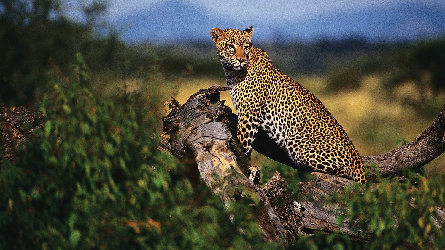 Samburu Sopa Lodge