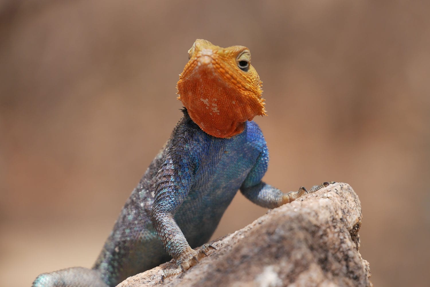 saruni samburu gal 9