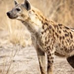 south luangwa NP