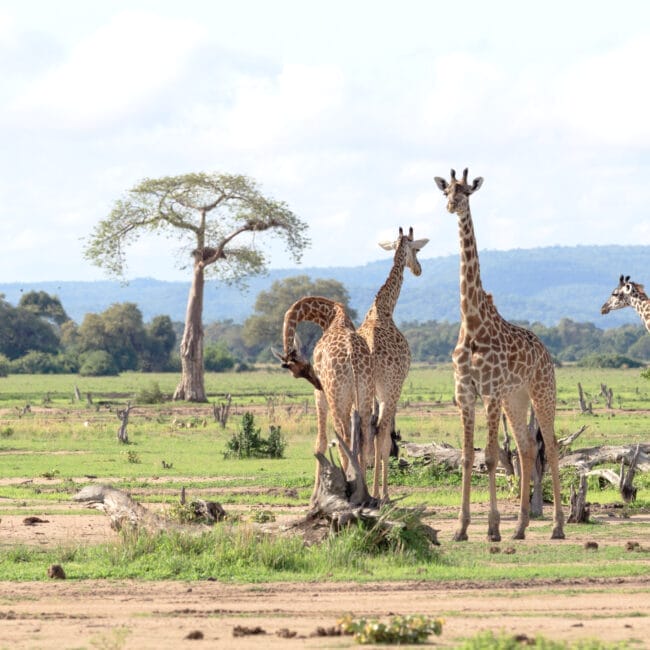 Giraffes in South Luangwa National Park